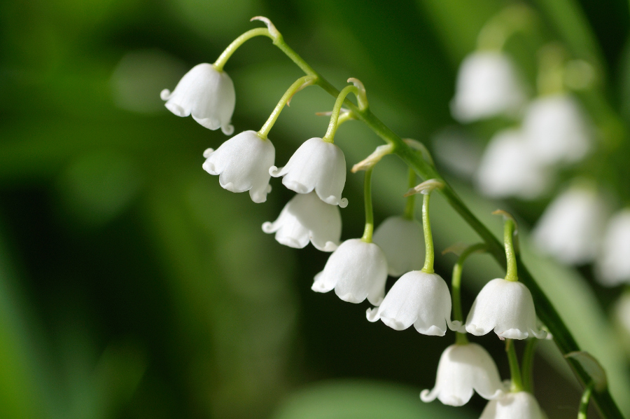 birth flower with lily of the valley