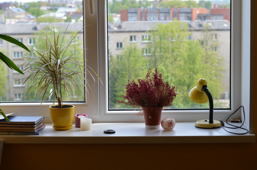 https://www.flowers.com/blog/wp content/uploads///dorm room plants