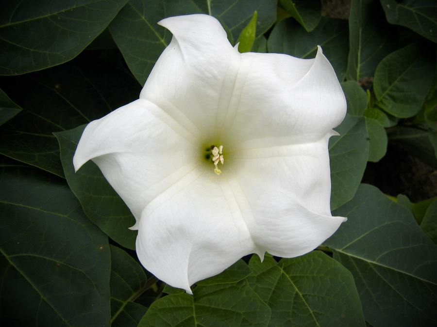 https://www.flowers.com/blog/wp content/uploads///white moonflower