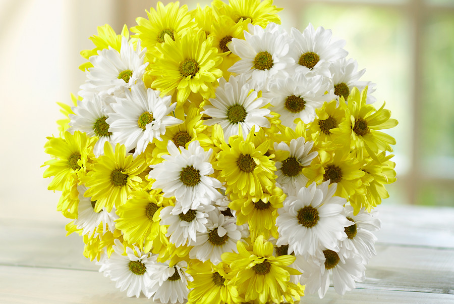 yellow and white daisies