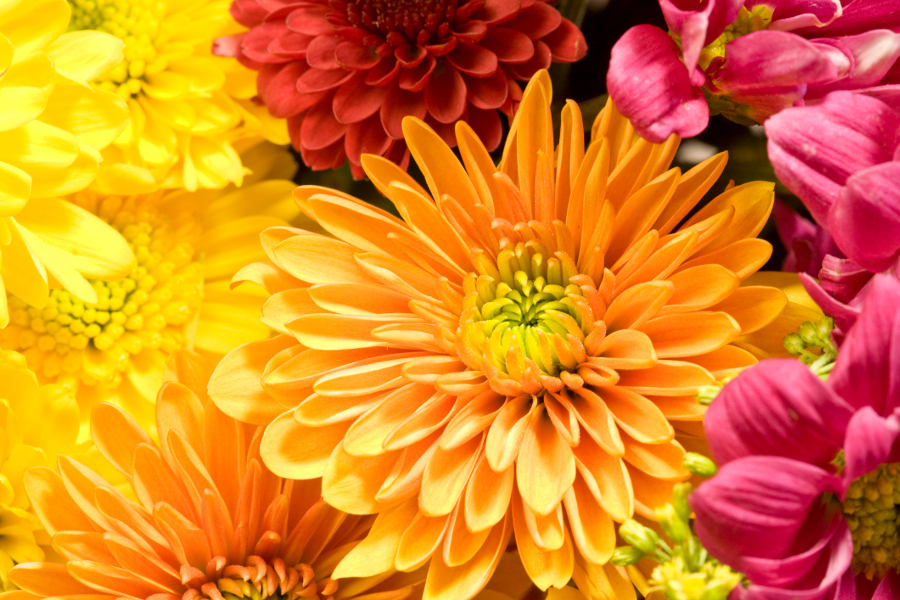 The History of Chrysanthemums