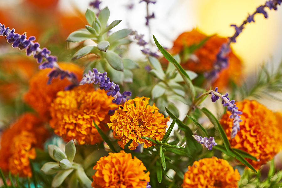 orange marigolds