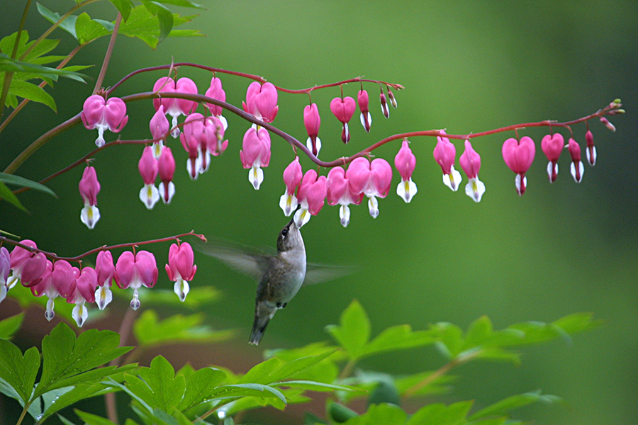 perennial flowers with Hummingbird Feeding at Bleeding Heart Bloom