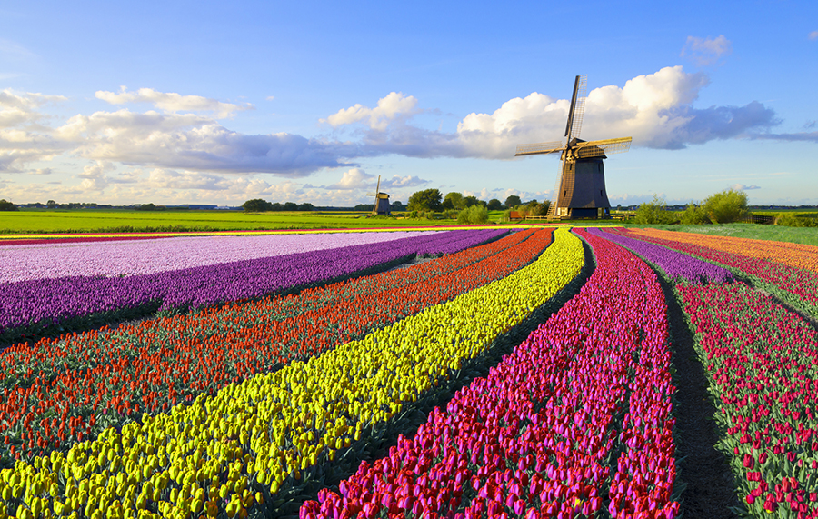 tulip field