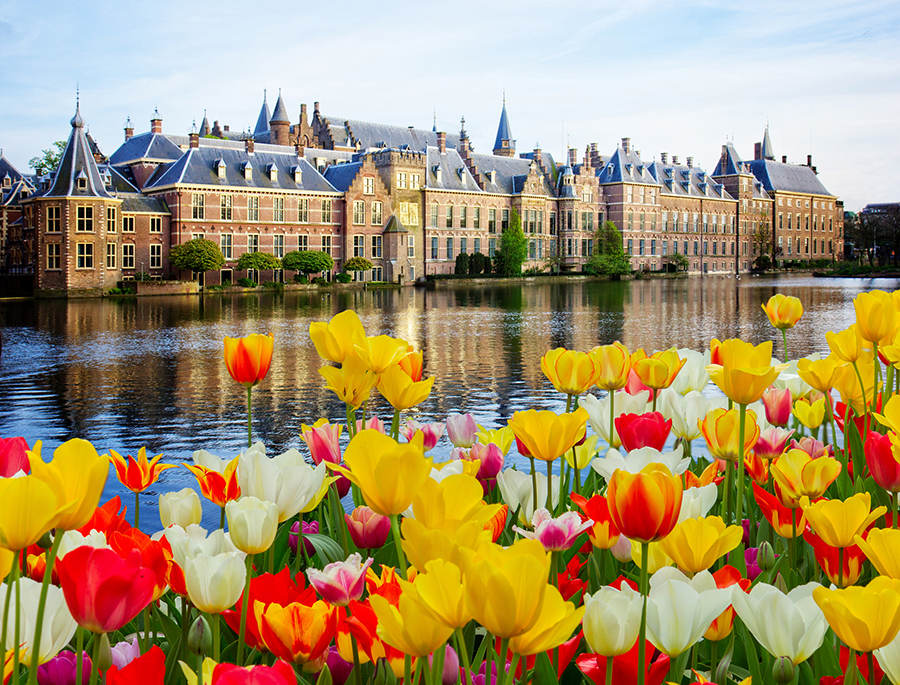 tulips at dutch parliament