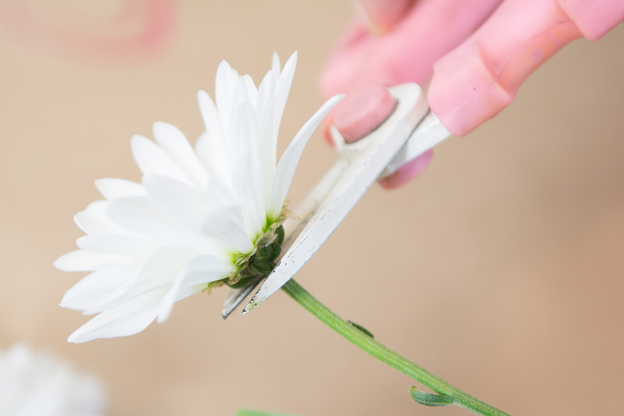 https://www.flowers.com/blog/wp content/uploads///cut stems off flowers