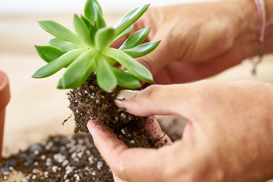 https://www.flowers.com/blog/wp content/uploads///remove dirt from succulent roots