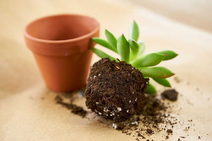 https://www.flowers.com/blog/wp content/uploads///succulent out of pot