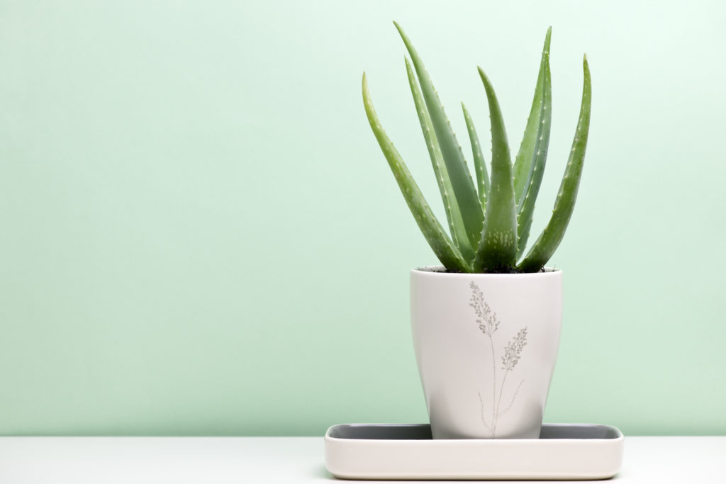 indoor plants with aloe