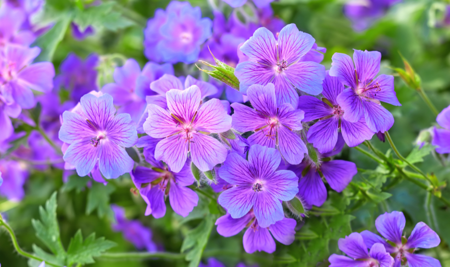 zodiac flowers with geraniums