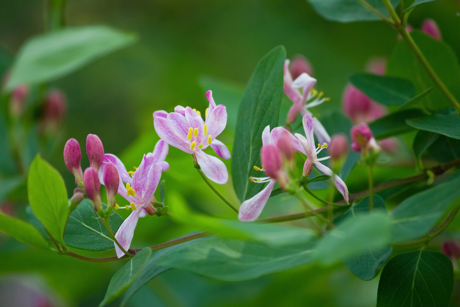 zodiac flowers with honeysuckle