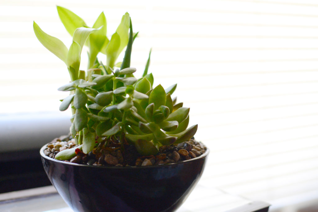 indoor plants with jade plant