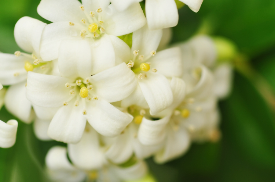 patriotic flowers with white jasmine flowers