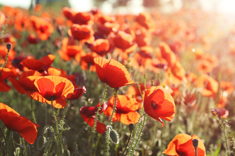 zodiac flowers with poppies