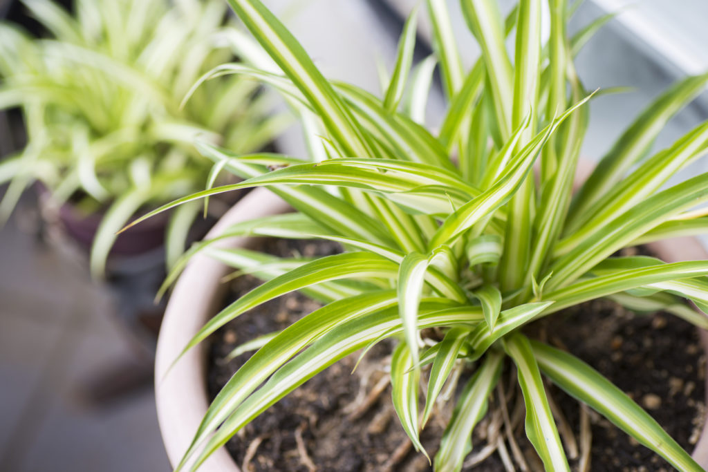 indoor plants with spider plant