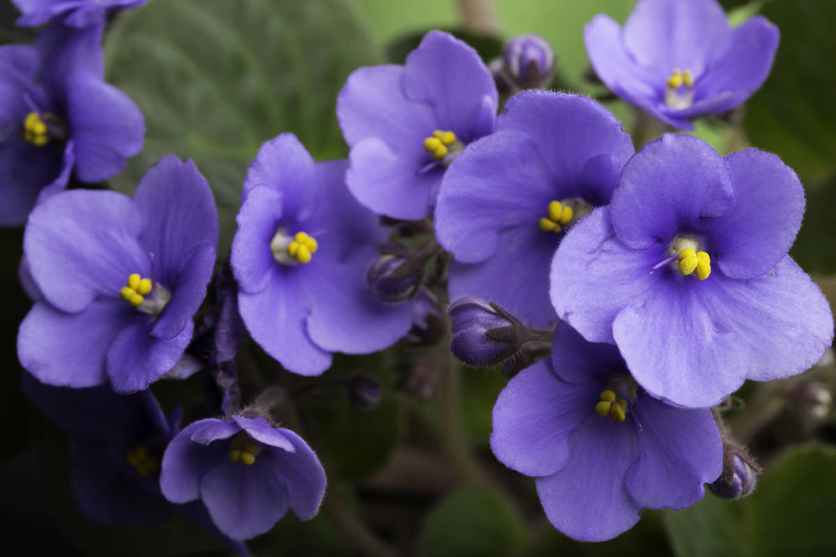 tropical flowers with african violet