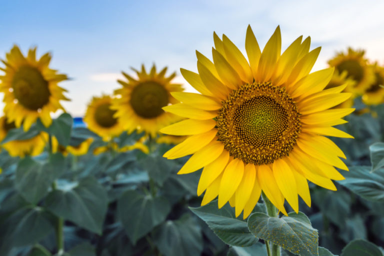 sunflower-facts-facts-about-sunflowers-petal-talk