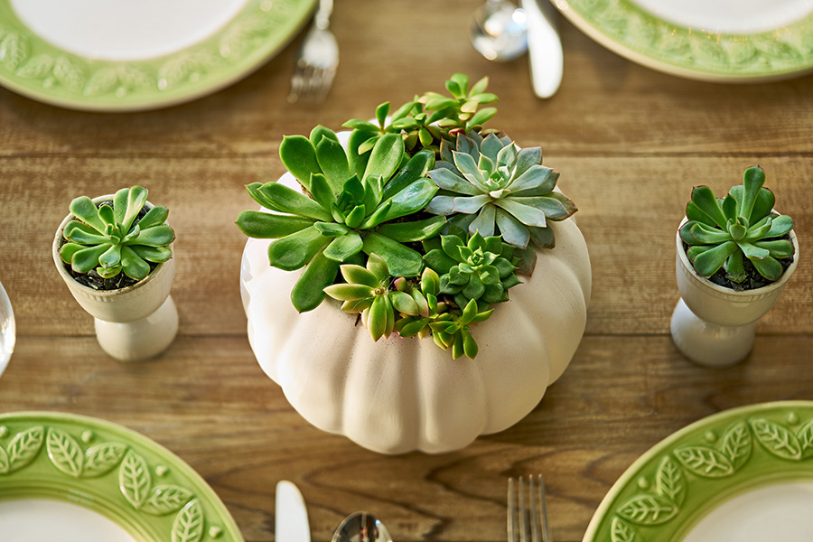 https://www.flowers.com/blog/wp content/uploads///succulents in white pumpkin