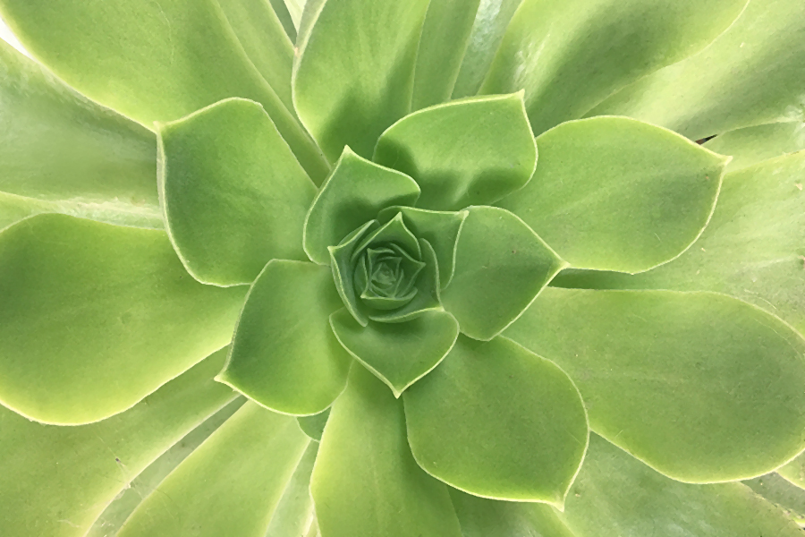 https://www.flowers.com/blog/wp content/uploads///succulent