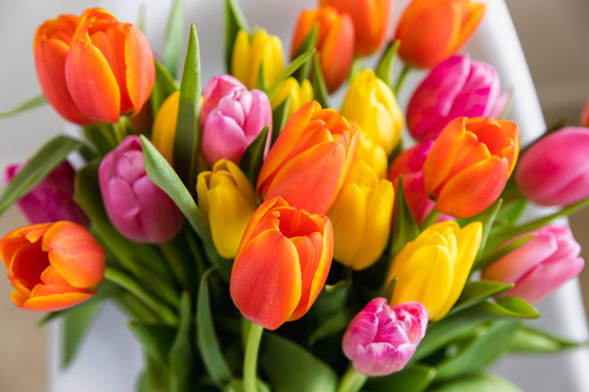 Popular Spring Flowers | 1-800-Flowers Blog