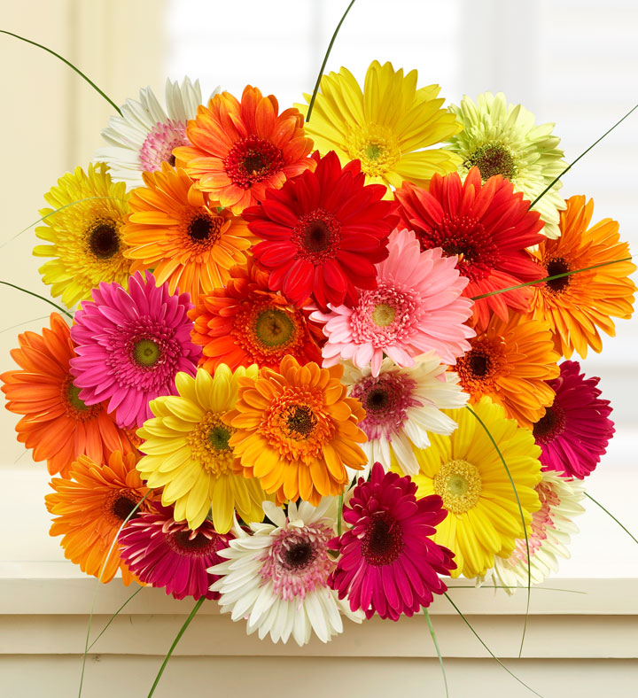 gerbera-daisies-bouquet-flower-types