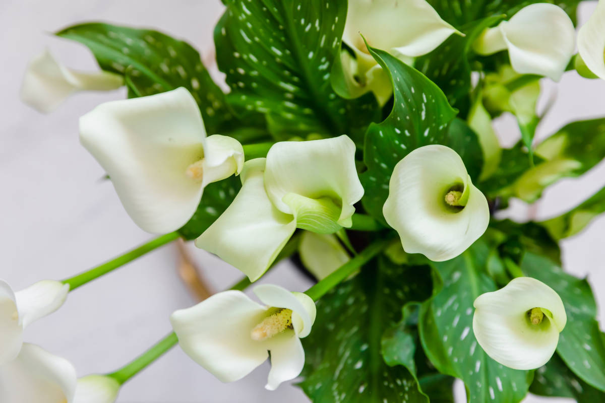 blomma-typer-calla-lilja-växt