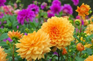 dahlias-blomstertyper