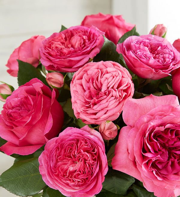 Facts about Garden Roses | 1-800-Flowers Blog