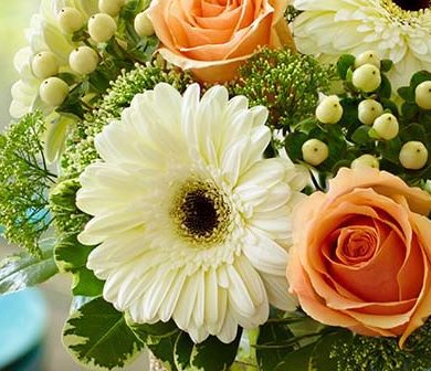 white gerbera daisy