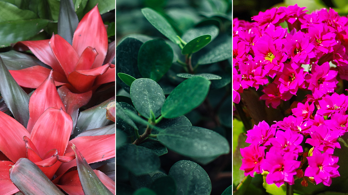 Red Flowering Houseplants: Learn About Common Houseplants With Red