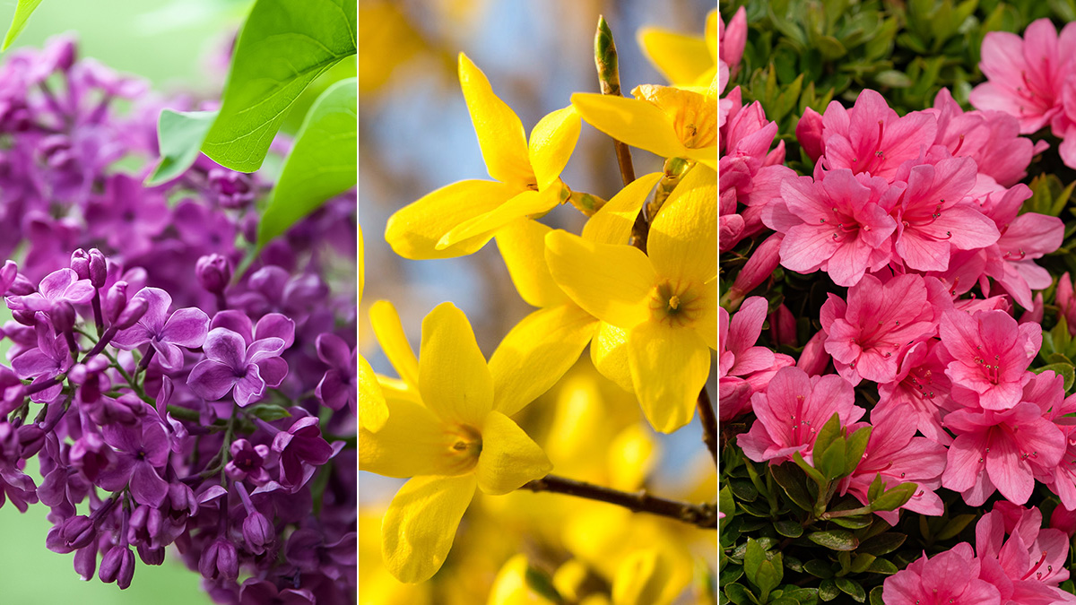 Ask Dr. Phipps: Early Spring Blooms