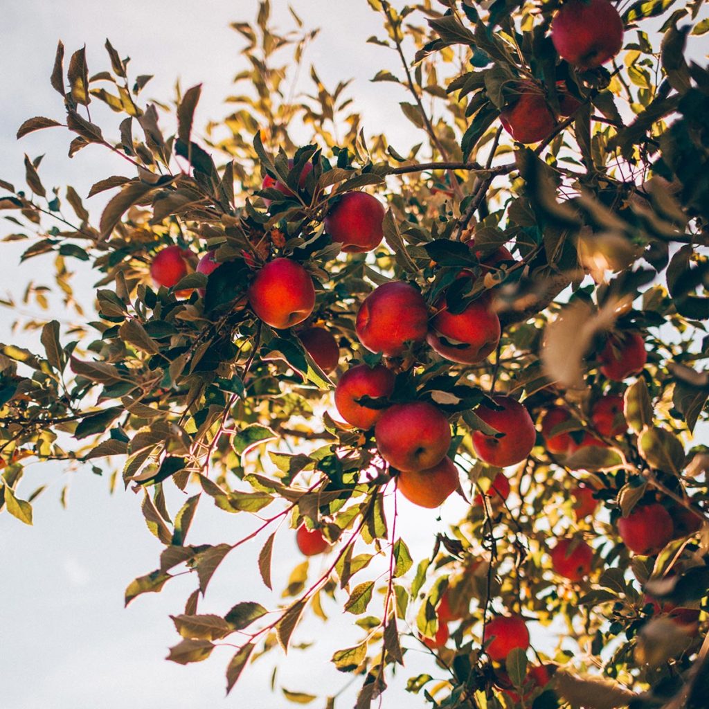 photo of fall activities with an apple tree