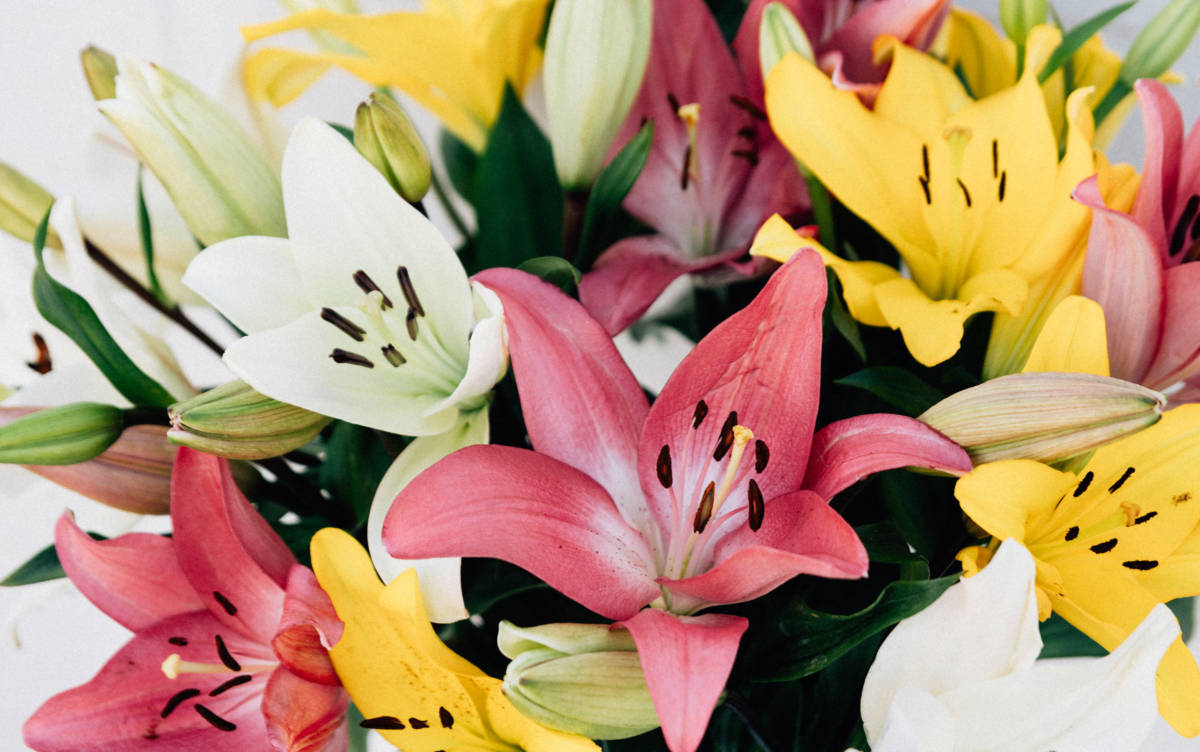 lily-bouquet-tipi di fiori