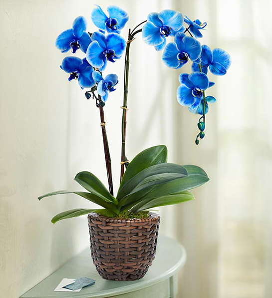 https://www.flowers.com/blog/wp content/uploads///blue orchid