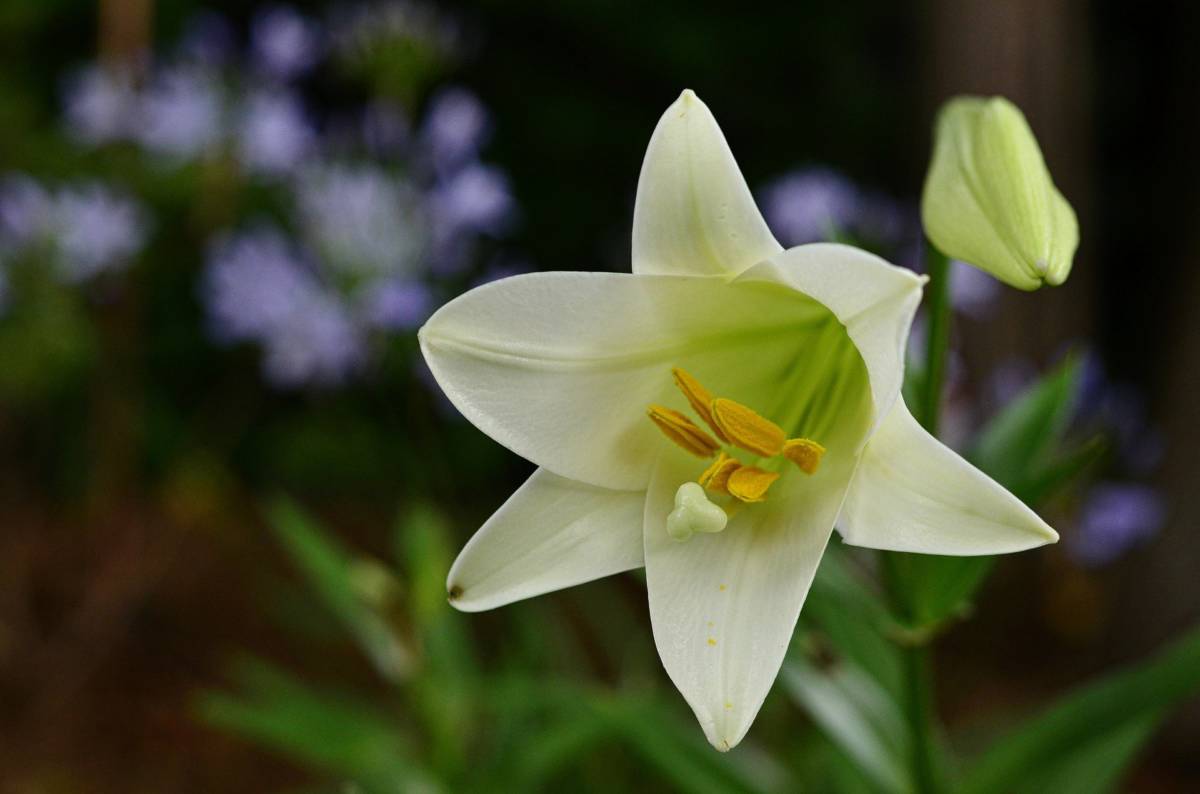 Easter lily