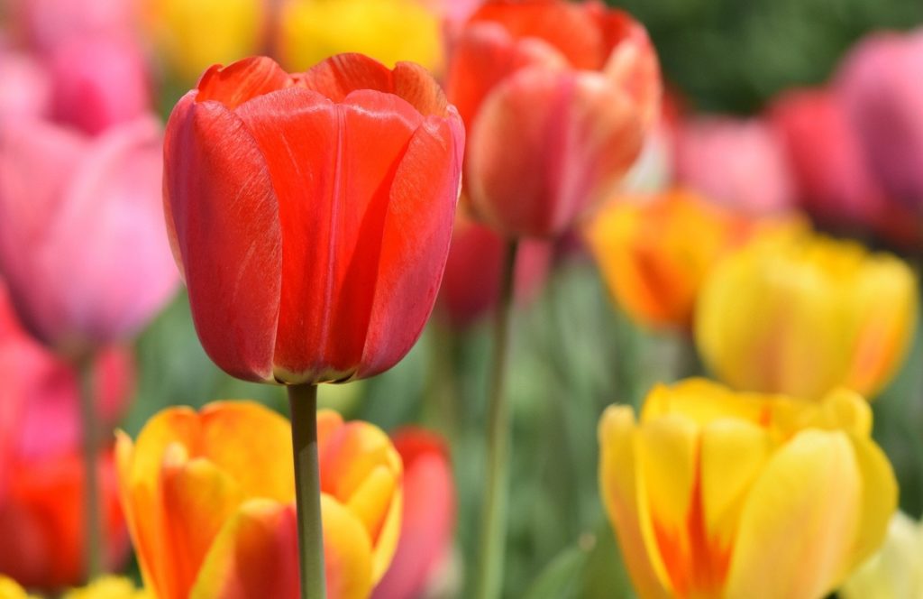 7 Facts Every Tulip Lover Should Know