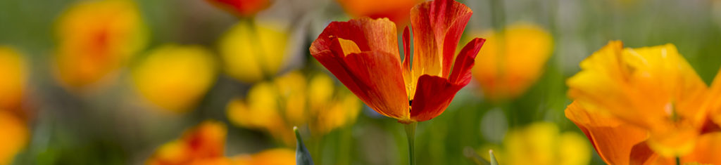 https://www.flowers.com/blog/wp content/uploads///California Poppy x