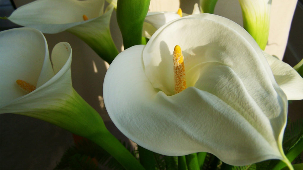 https://www.flowers.com/blog/wp content/uploads///John Tesh Calla Lillies x