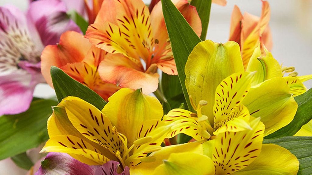 Most Popular Flower Types Featured 1024x576 