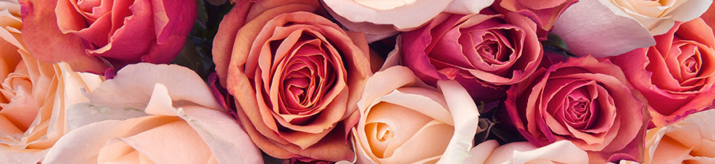 https://www.flowers.com/blog/wp content/uploads///Pink Roses x