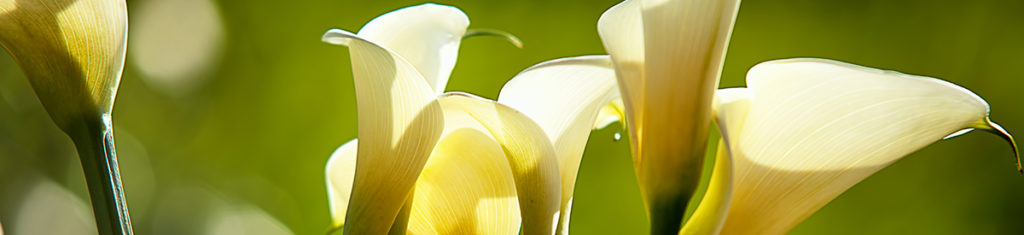 https://www.flowers.com/blog/wp content/uploads///calla lillies x