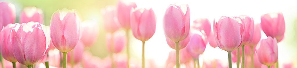 https://www.flowers.com/blog/wp content/uploads///tulip  x