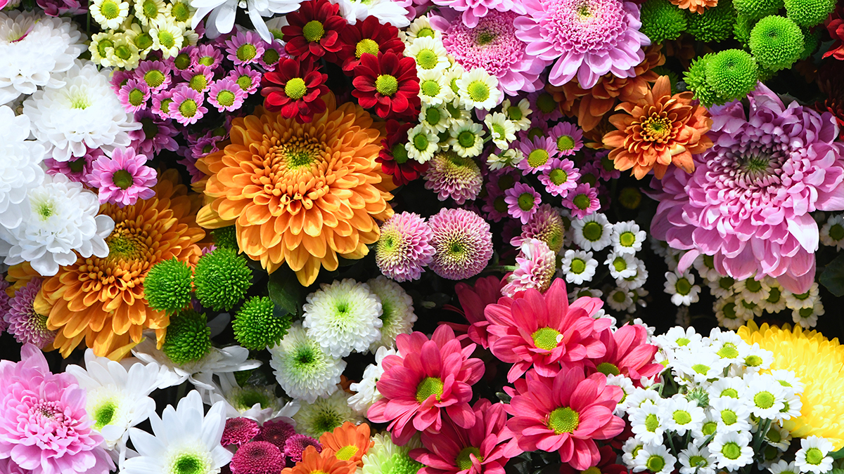 Floral Colors and Their Symbolism for Special Occasions