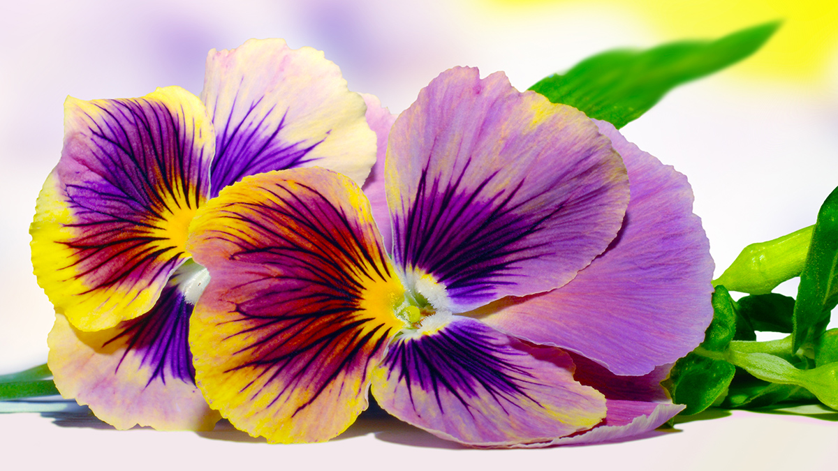 https://www.flowers.com/blog/wp content/uploads///Pansy