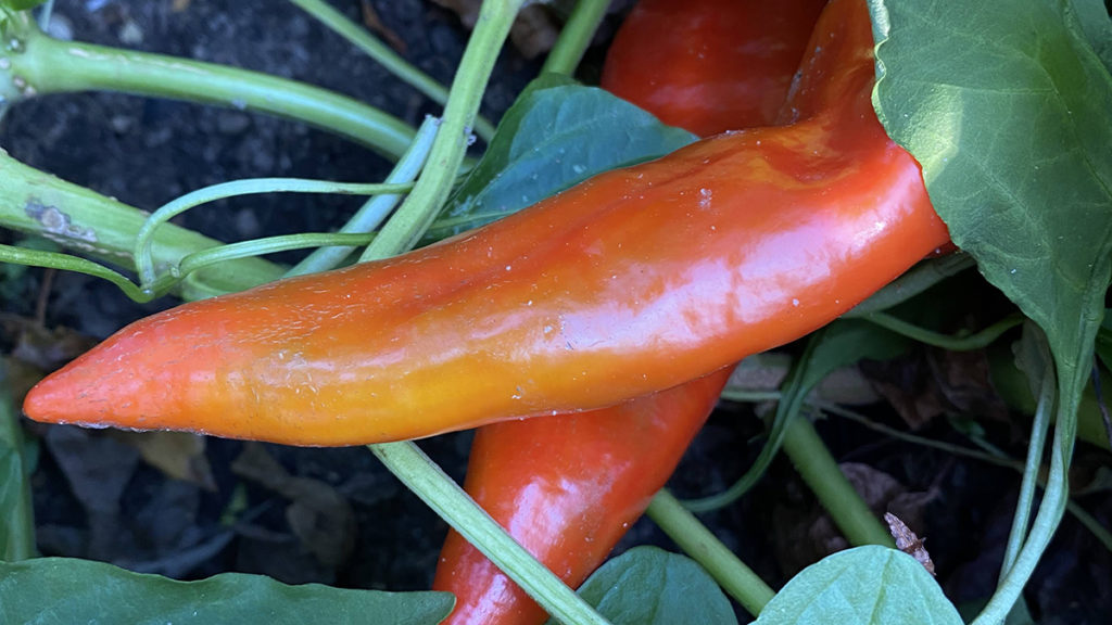 https://www.flowers.com/blog/wp content/uploads///Smile Farms Peppers Red x