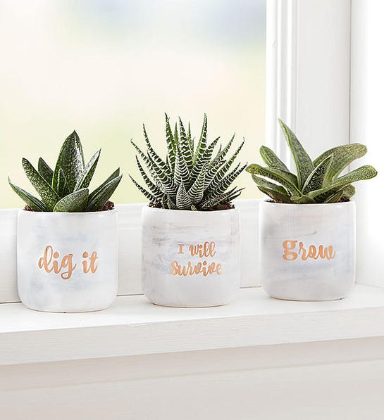 Succulent trio