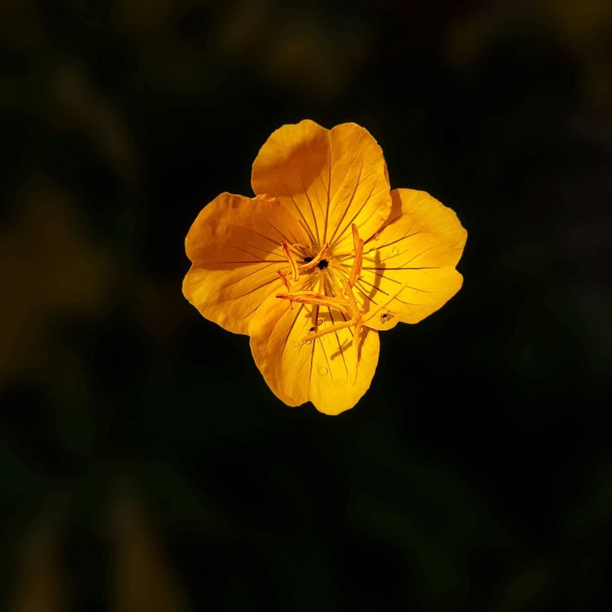 https://www.flowers.com/blog/wp content/uploads///Common Evening Primrose  scaled