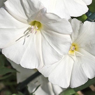 https://www.flowers.com/blog/wp content/uploads///Convolvulus arvensis s