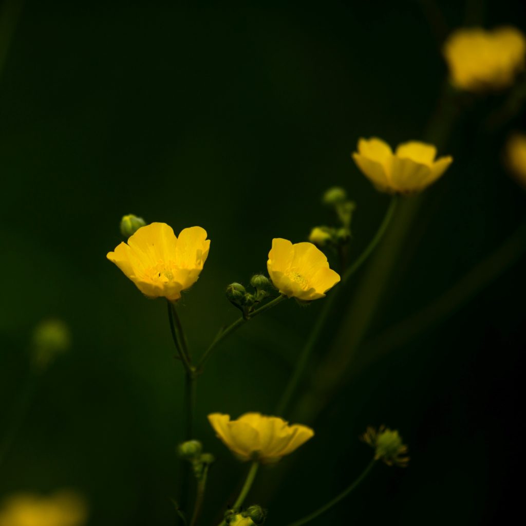 https://www.flowers.com/blog/wp content/uploads///Creeping Buttercups  x