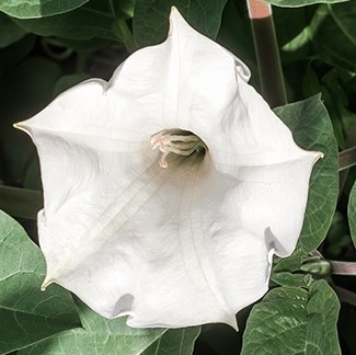 https://www.flowers.com/blog/wp content/uploads///Datura stramonium s